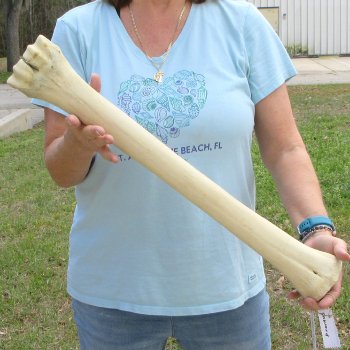 25" Giraffe Metacarpal Leg Bone 