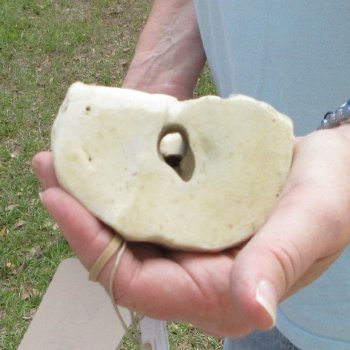 25" Giraffe Metacarpal Leg Bone 