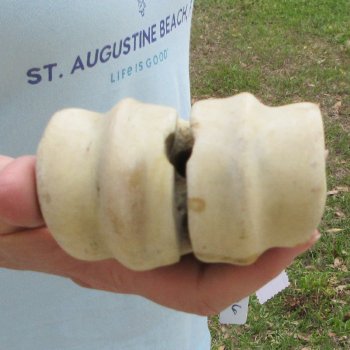 25" Giraffe Metacarpal Leg Bone 