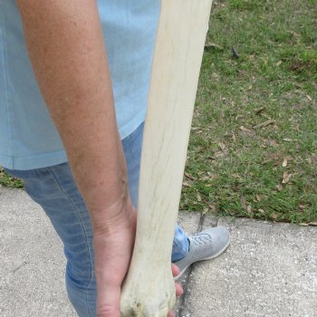 25" Giraffe Metacarpal Leg Bone 