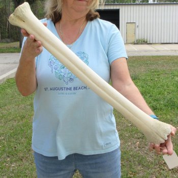 26" Giraffe Metatarsal Leg Bone 