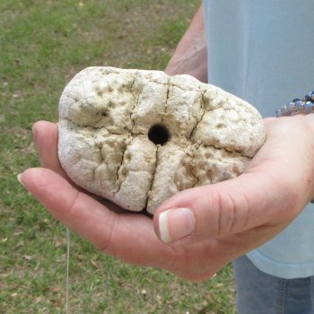 26" Giraffe Metatarsal Leg Bone 