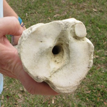 26" Giraffe Metatarsal Leg Bone 