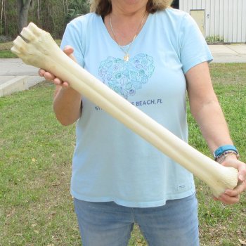 27" Giraffe Metatarsal Leg Bone 