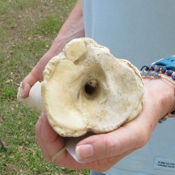 27" Giraffe Metatarsal Leg Bone 