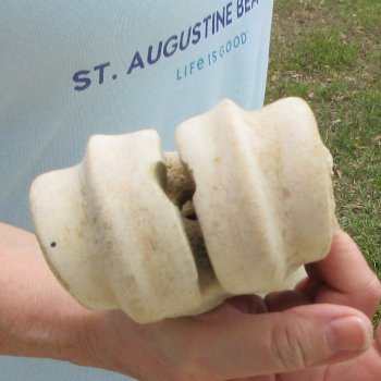 27" Giraffe Metatarsal Leg Bone 