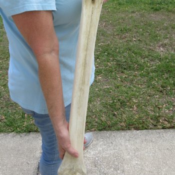 27" Giraffe Metatarsal Leg Bone 