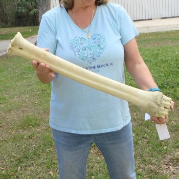 28" Giraffe Metatarsal Leg Bone 