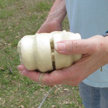 28" Giraffe Metatarsal Leg Bone 