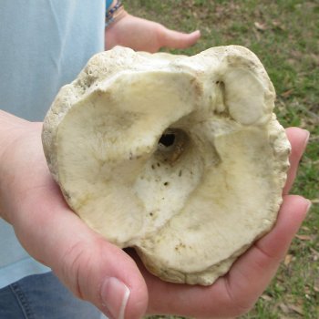 28" Giraffe Metatarsal Leg Bone 