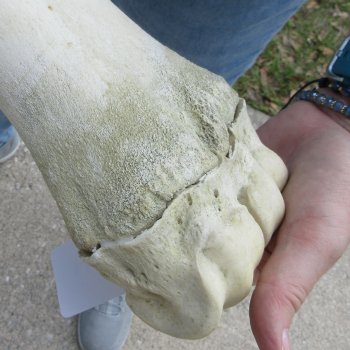 28" Giraffe Metatarsal Leg Bone 