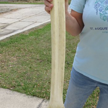 28" Giraffe Metatarsal Leg Bone 