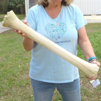 27" Giraffe Metacarpal Leg Bone 