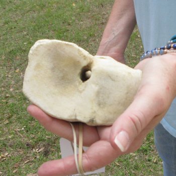 27" Giraffe Metacarpal Leg Bone 