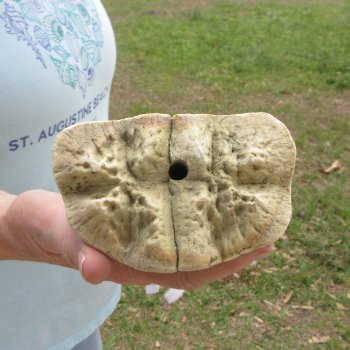 27" Giraffe Metacarpal Leg Bone 