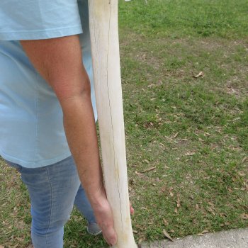 27" Giraffe Metacarpal Leg Bone 