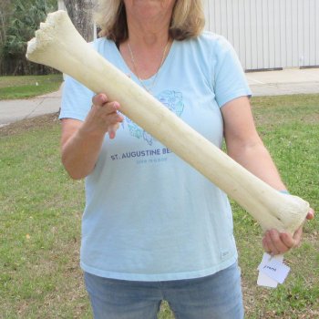 26" Giraffe Metacarpal Leg Bone 