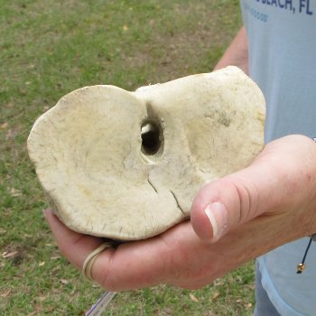 26" Giraffe Metacarpal Leg Bone 