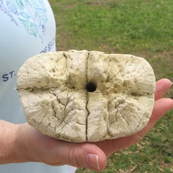 26" Giraffe Metacarpal Leg Bone 