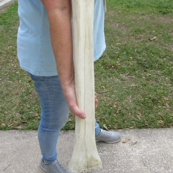 26" Giraffe Metacarpal Leg Bone 