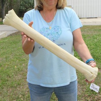 27" Giraffe Metacarpal Leg Bone 