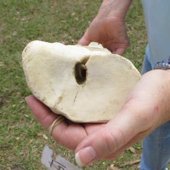 27" Giraffe Metacarpal Leg Bone 