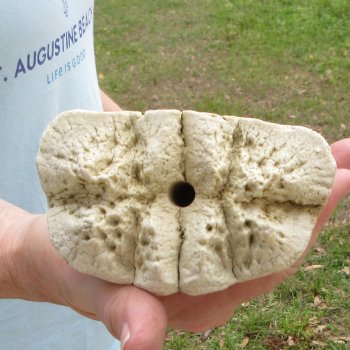 27" Giraffe Metacarpal Leg Bone 