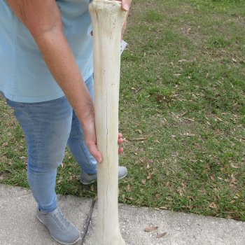 27" Giraffe Metacarpal Leg Bone 