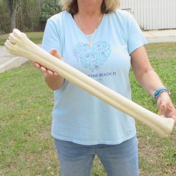 28" Giraffe Metatarsal Leg Bone 