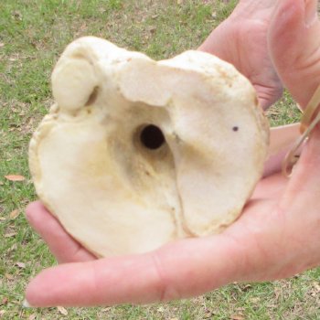 28" Giraffe Metatarsal Leg Bone 