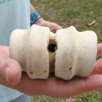 28" Giraffe Metatarsal Leg Bone 