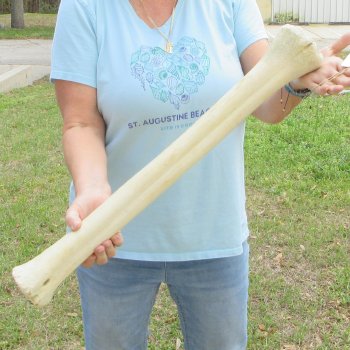 26" Giraffe Metatarsal Leg Bone 