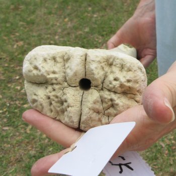 26" Giraffe Metatarsal Leg Bone 