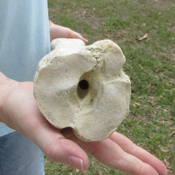 26" Giraffe Metatarsal Leg Bone 