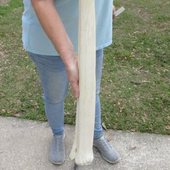 26" Giraffe Metatarsal Leg Bone 