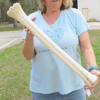 26" Giraffe Metatarsal Leg Bone 