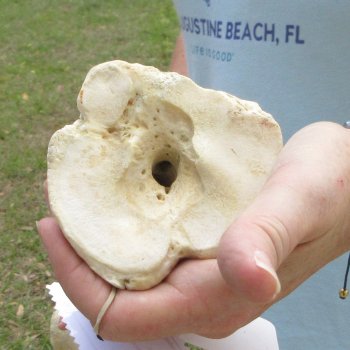 26" Giraffe Metatarsal Leg Bone 