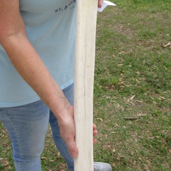 26" Giraffe Metatarsal Leg Bone 