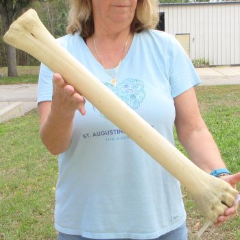 26" Giraffe Metacarpal Leg Bone 