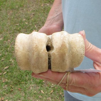 26" Giraffe Metacarpal Leg Bone 