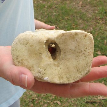 26" Giraffe Metacarpal Leg Bone 