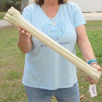 25" Giraffe Metatarsal Leg Bone 