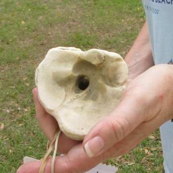 25" Giraffe Metatarsal Leg Bone 