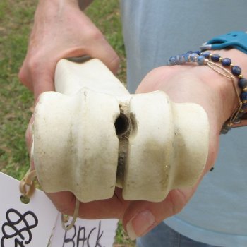 25" Giraffe Metatarsal Leg Bone 