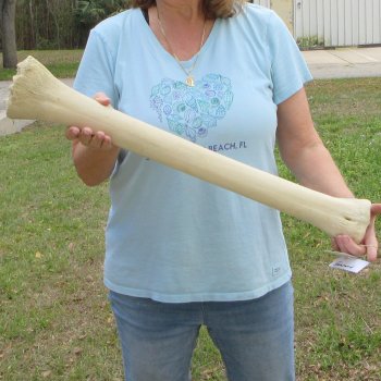 28" Giraffe Metacarpal Leg Bone 