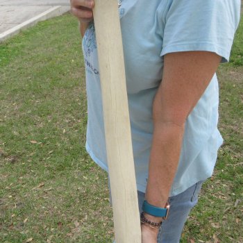28" Giraffe Metacarpal Leg Bone 