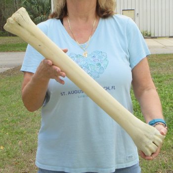 26" Giraffe Metacarpal Leg Bone 