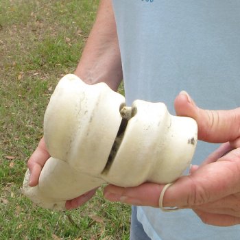 26" Giraffe Metacarpal Leg Bone 