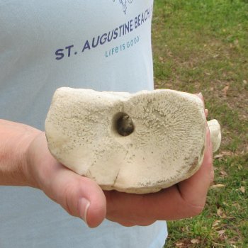 26" Giraffe Metacarpal Leg Bone 