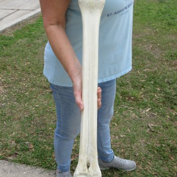 26" Giraffe Metacarpal Leg Bone 